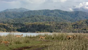 Travel insurance for Jim Corbett National Park