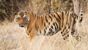 Travel insurance for Kanha Tiger Reserve